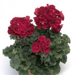 Tango® Velvet Red